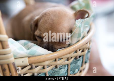 Nahaufnahme chihuahua Welpe Hund schlafen auf grünem Mesh-Gewebe im Korb. Stockfoto