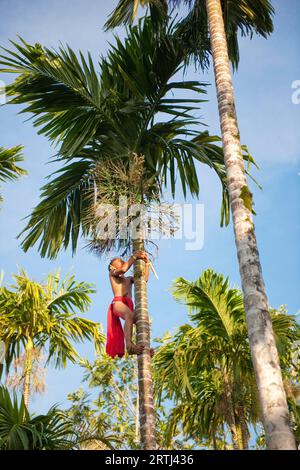 Junge, der Kokospalme (Cocos nucifera) klettert und Kokosnüsse erntet, Yap, Mikronesien, Südpazifik, Caroline Islands, YAP Island, Yap State, FSM Stockfoto