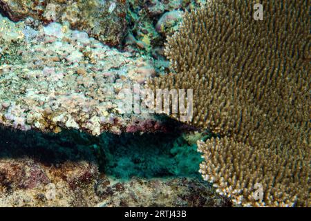 Blick von oben links nach Korallenbleichen tote Hyazinth-Tischkoralle (Acropora hyacinthus) Hyazinth-Tischkoralle direkt daneben gesund intakt hart Stockfoto