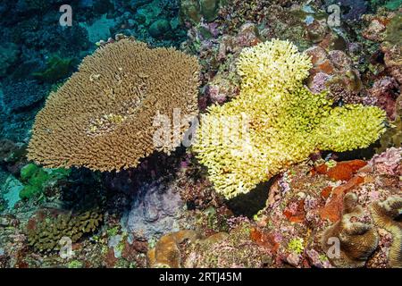 Ansicht von oben links gesunde intakte Hyazinthen-Tischkoralle (Acropora hyacinthus) Hyazinthen-Tischkoralle direkt daneben tote Steinkorallen nach Korallen Stockfoto