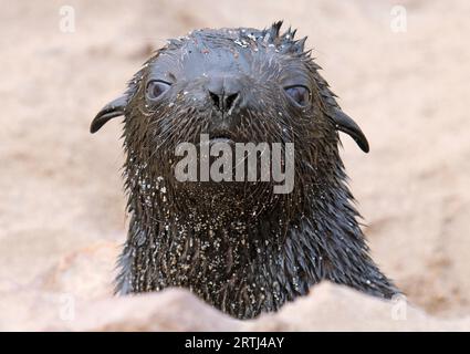 Südafrikanischer Seebaer, Kreuzkap Namibia, Südafrikanische Pelzrobbe (Arctocephalus pusillus), kapkreuz Stockfoto