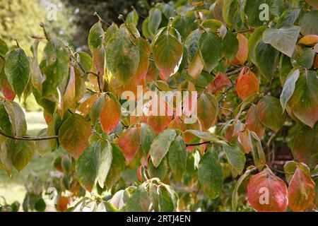 Closeup of the green, orange, red and purple leaves changing colour in late summer and autumn. Stockfoto