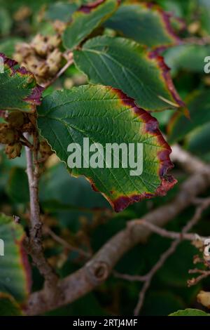 Nahaufnahme der grünen Blätter mit einem braunen Rand der ausdauernden Gartenpflanze hamamelis intermedia pallida oder Witch hazel im Sommer gesehen. Stockfoto