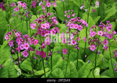 Japan Primel, Japanische Primel (Primula) japonica Stockfoto