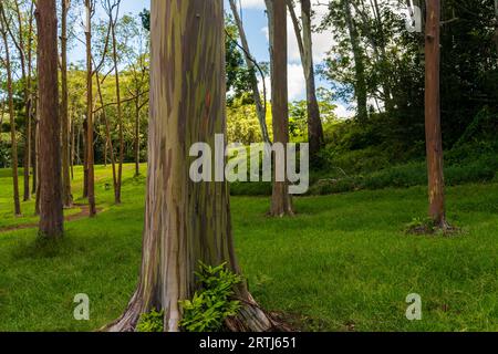Baumstammmuster der bunten Regenbogeneukalytpusrinde in Keahua Arboretum auf Kauai Stockfoto
