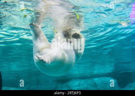 Sao Paulo, Brasilien, 16. januar 2016: Polarbär (auch bekannt als Thalarctos maritimus oder Ursus maritimus) schwimmt unter Wasser Stockfoto