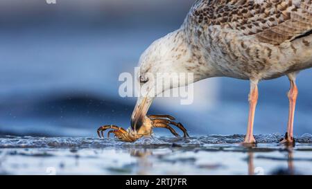 Kleinmöwe (Larus fuscus) juvenile Tiere, die sich auf dem Wattenmeer ernähren, Wasserkahn als Beute, Flachwasserzone, Ostseeküste, Fischland Stockfoto