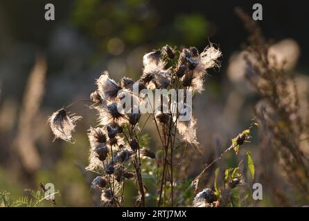 Cirsium arvense - Sau Distel, Unkraut im Herbst mit Samen in freier Wildbahn Stockfoto