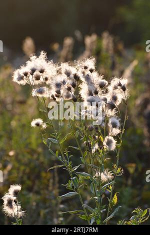 Cirsium arvense - Sau Distel, Unkraut im Herbst mit Samen in freier Wildbahn Stockfoto