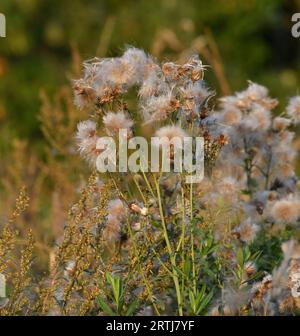 Cirsium arvense - Sau Distel, Unkraut im Herbst mit Samen in freier Wildbahn Stockfoto