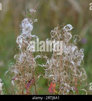 Chamaenerion angustifolium - Feueralgen, Unkraut im Herbst mit Samen in freier Wildbahn Stockfoto