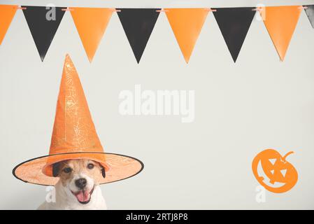 Hallowen Hintergrund mit Hund trägt orange Hexenhut vor der Wand verziert für Halloween mit Kranz und Kürbis Stockfoto