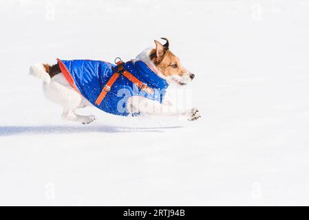 Profilansicht eines Hundes in Bewegung, der auf Schnee läuft und springt Stockfoto