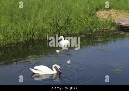 Ein paar weiße Schwäne mit zwei kleinen süßen Schwan-Küken im Frühling in einem Graben Stockfoto