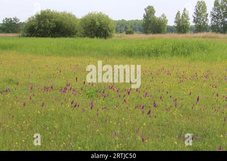 Ein wunderschönes farbenfrohes Feld in einem Naturschutzgebiet mit vielen Sumpf-Orchideen und Butterblumen auf dem grünen Feld an einem sonnigen Tag im Frühling Stockfoto