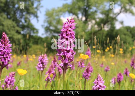 Eine wunderschöne natürliche Landschaft mit violetten Sumpf-Orchideen und gelben Butterblumen auf einer feuchten Wiese mit Bäumen in der niederländischen Landschaft im Frühling Stockfoto