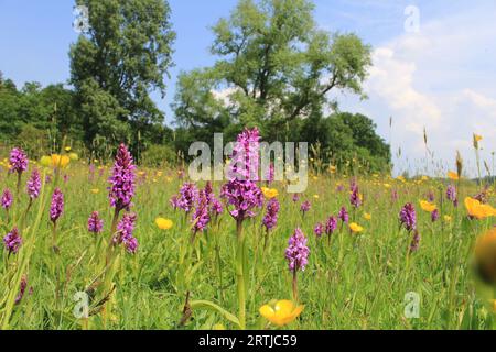 Eine natürliche Landschaft mit violetten Sumpf-Orchideen und gelben Butterblumen auf einer feuchten Wiese mit Bäumen in der niederländischen Landschaft im Frühling Stockfoto