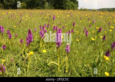 Ein feuchtes Grasland mit vielen violetten wilden Sumpf-Orchideen und gelben Butterblumen und Rasseln im Frühling Stockfoto