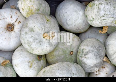 Draufsicht auf weiße japanische Hokkaido-Kabocha-Squashes Stockfoto