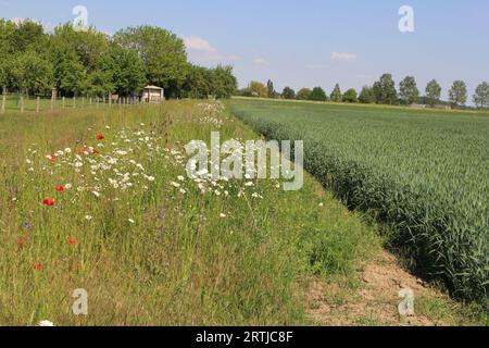 Eine ländliche Landschaft mit einem Feldrand mit Margueriten und Mohnblumen und anderen Wildblumen neben einem Weizenfeld auf dem Land im Frühling Stockfoto