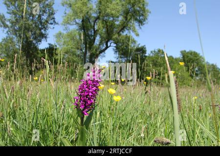 Eine violette Sumpforchidee und Butterblumen im Frühling zwischen den Gräsern in einem feuchten Grasland Stockfoto