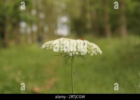 Eine weiße Schafgarbe mit Insekten und Käfern aus der Nähe und ein weicher grüner Hintergrund aus Gras und Bäumen auf dem Land im Sommer Stockfoto