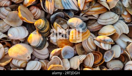 Sammlung von farbigen Muscheln am Strand Stockfoto