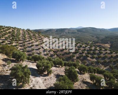 Blick aus der Luft auf Hügel, die mit Olivenbäumen bedeckt sind, die auf dem Land unter wolkenlosem blauem Himmel an sonnigen Sommertagen wachsen Stockfoto