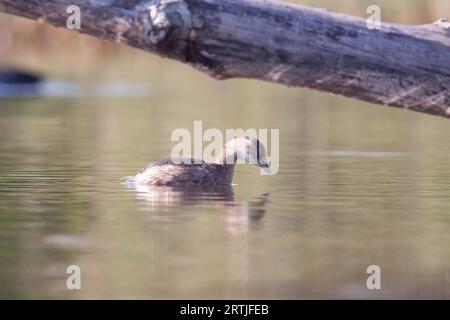 Gänse im Naturschutzgebiet von Sentina Stockfoto