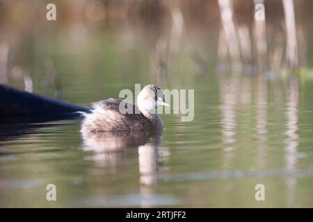 Gänse im Naturschutzgebiet von Sentina Stockfoto