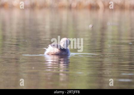 Gänse im Naturschutzgebiet von Sentina Stockfoto