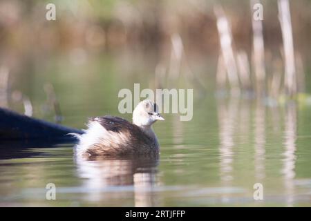 Gänse im Naturschutzgebiet von Sentina Stockfoto