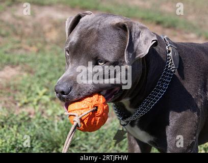 Wunderschönes staffordshire-Bullterrier-Porträt auf einem grünen Rasen aus der Nähe. Blau, mit ausgezogener Zunge. Blue american staffordshire Terrier, Amstaff. Ausschneiden Stockfoto