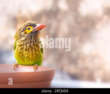 Ein brauner Barbet auf einem rosa Topf Stockfoto