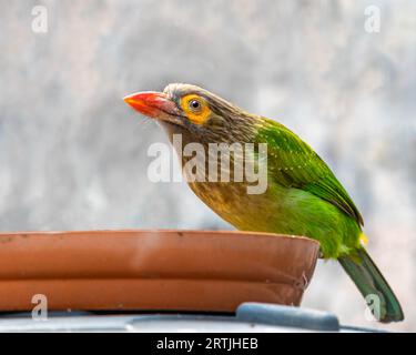 Ein brauner Barbet auf einem Wassertopf Stockfoto