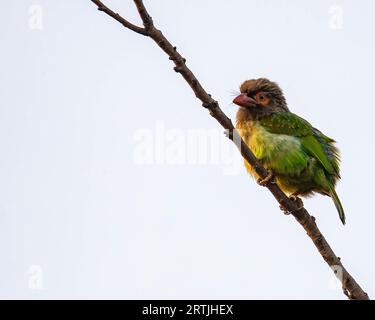 Ein brauner Barbet auf einem Ast Stockfoto