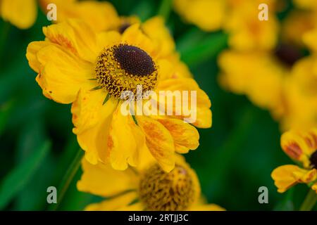 Nahaufnahme der Blumen im Herbstgarten Stockfoto