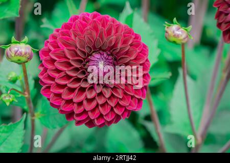 Nahaufnahme der Blumen im Herbstgarten Stockfoto