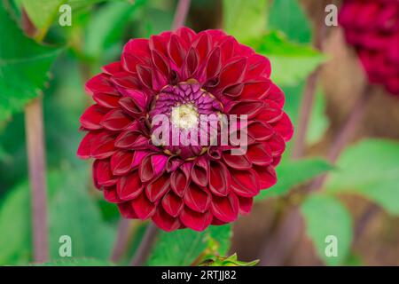 Nahaufnahme der Blumen im Herbstgarten Stockfoto
