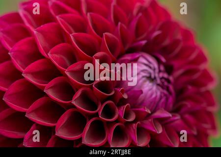 Nahaufnahme der Blumen im Herbstgarten Stockfoto