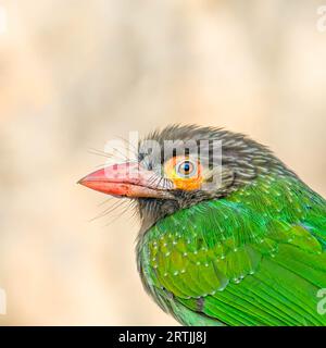 Ein Brown führte Barbet eine Nahaufnahme Stockfoto