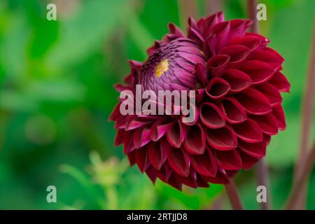 Nahaufnahme der Blumen im Herbstgarten Stockfoto