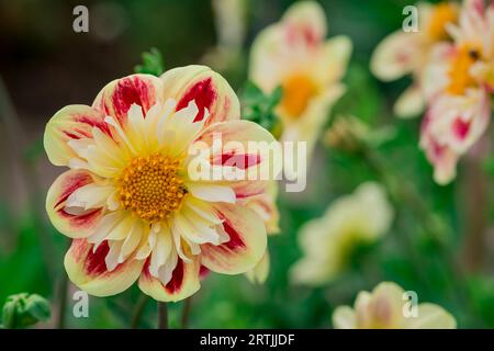 Nahaufnahme der Blumen im Herbstgarten Stockfoto