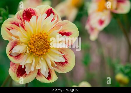 Nahaufnahme der Blumen im Herbstgarten Stockfoto