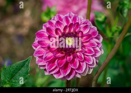 Nahaufnahme der Blumen im Herbstgarten Stockfoto