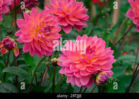 Nahaufnahme der Blumen im Herbstgarten Stockfoto