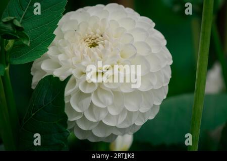 Nahaufnahme der Blumen im Herbstgarten Stockfoto