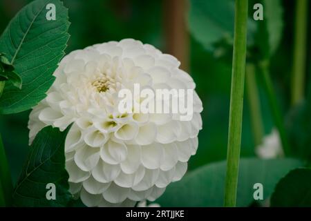 Nahaufnahme der Blumen im Herbstgarten Stockfoto