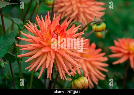 Nahaufnahme der Blumen im Herbstgarten Stockfoto