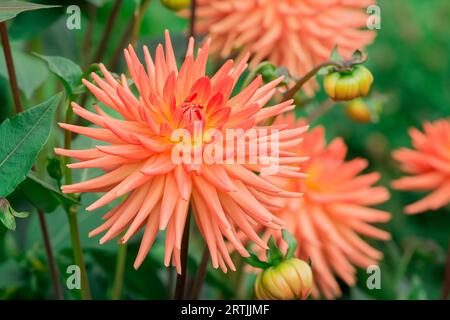 Nahaufnahme der Blumen im Herbstgarten Stockfoto